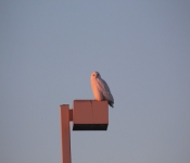 SnowyOwl 2015 01 18 003
